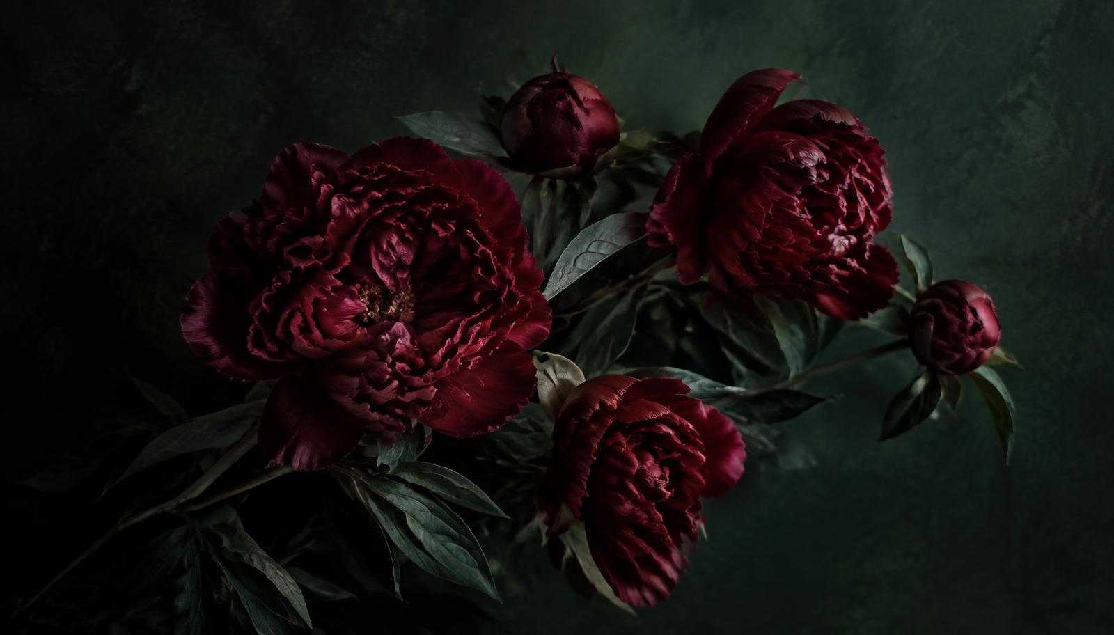 Placeholder: deep burgundy peonies against dark green